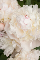 White peony (Paeonia)  flower among green leaves. Small depth of field