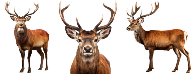 Red deer collection (portrait, standing, side view), animal bundle isolated on a white background as transparent PNG - obrazy, fototapety, plakaty