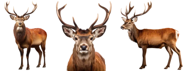Foto op Aluminium Red deer collection (portrait, standing, side view), animal bundle isolated on a white background as transparent PNG © Flowal93