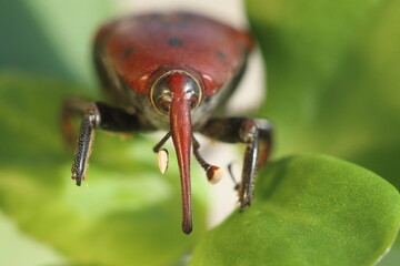 Closeup of Rhynchophorus ferrugineus also known as red palm weevil