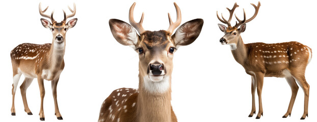 Fallow deer collection (portrait, standing), animal bundle isolated on a white background as transparent PNG - obrazy, fototapety, plakaty