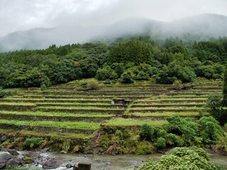 水俣の棚田