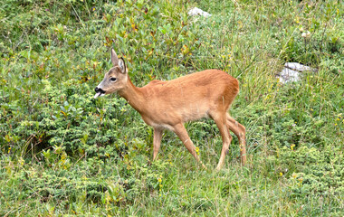 Young deer in a wooland glade in the Italian Dolomites