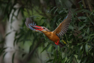 Stork-billed Kingfisher diving into water to catch fish in pond - 659314669