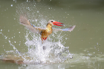 Stork-billed Kingfisher diving into water to catch fish in pond - 659314670