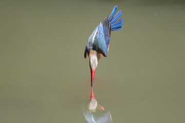 Stork-billed Kingfisher diving into water to catch fish in pond - 659314682