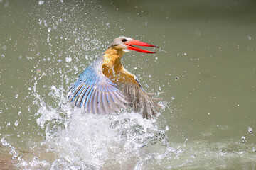Stork-billed Kingfisher diving into water to catch fish in pond - 659314684
