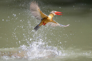 Stork-billed Kingfisher diving into water to catch fish in pond - 659314697