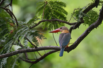 Stork billed Kingfisher,Perched,Tree branch,green leaves,waiting