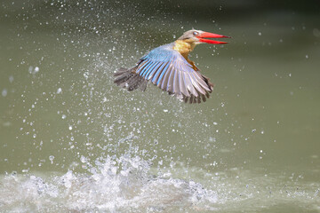 Stork-billed Kingfisher diving into water to catch fish in pond - 659314699