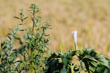 stramonium jimsonweed drug plant born among vegetable crops, invasive floor