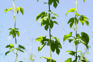 green fresh hop cones plantation at harvest time for making beer , close up