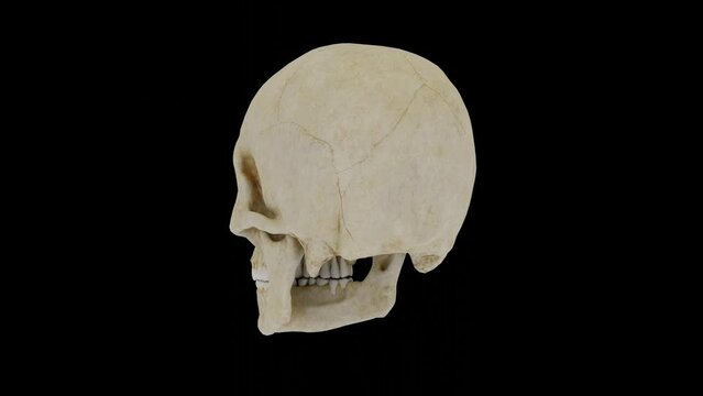3D Rendered Human Skull rotation with seamless loop animation, detailed human skull 360-degree view with black background, Human skull full 360 view for education and medical purpose