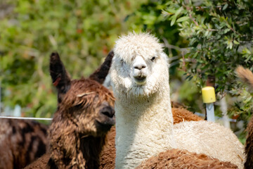 Alpaca with his friends