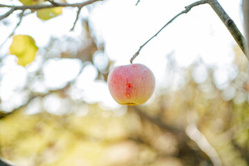 Red apple hanging on branch in orchard