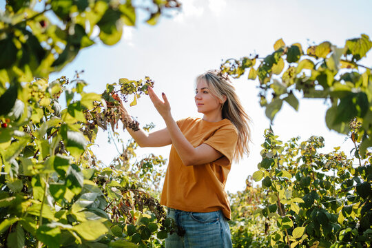 Blond woman touching and examining raspberries plants in field