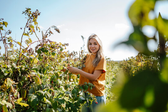Happy blond woman touching raspberries plants in field
