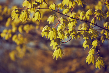 autumn park with nice trees