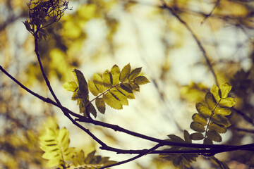autumn park with nice trees