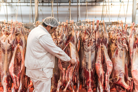 Butcher examining quality of raw meat at slaughterhouse