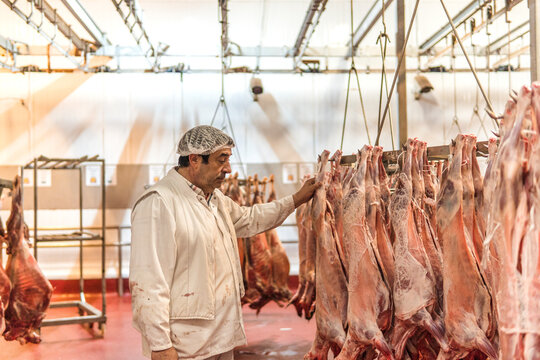 Butcher examining meat hanging in slaughterhouse