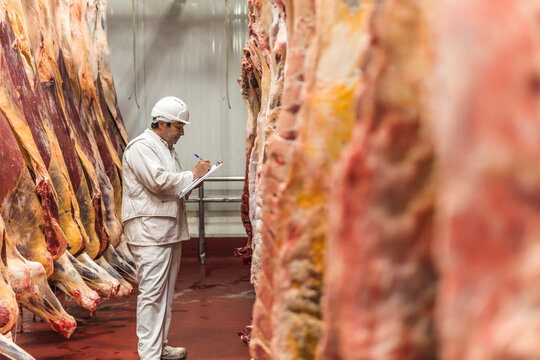 Butcher sorting and taking inventory of meat at slaughterhouse