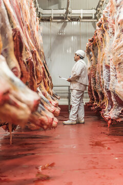 Butcher examining meat hanging in industry