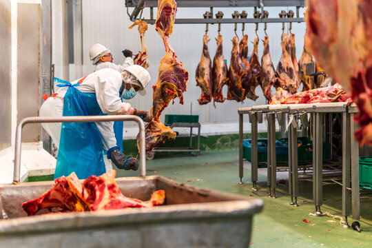 Butchers cutting cow meat in slaughterhouse
