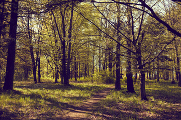 Fototapeta premium autumn park with nice trees