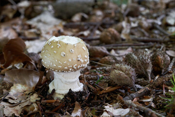 Poisonous mushroom Amanita pantherina in leaves. Known as panther cap or European Panther. Wild mushroom with bitten hat in beech forest.