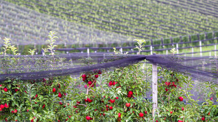 Apple trees with red juicy fruits on branches growing under hail protection meshin an apple farm