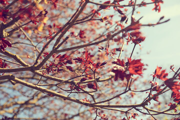autumn park with nice trees