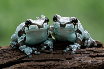 Amazon Milk Frog or Panda Bear Tree Frog (Trachycephalus resinifictrix).