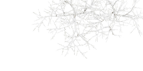 branches of a winter tree