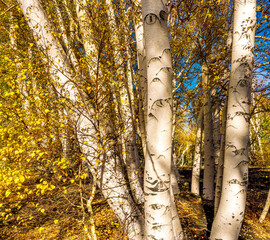 yellow autumn landscape of beautiful birch tree forest with season fall leaves , green pines, bushes and blue sky on background