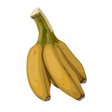 Vector illustration, bunch of ripe saba bananas, scientific name Musa acuminata balbisiana, isolated on white background.