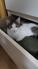 고양이