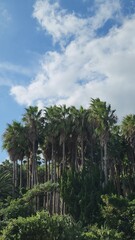 제주도 야자수