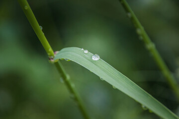 water drops on a leaf