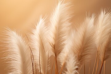 ears of wheat on the field, dry grass boho aesthetic background
