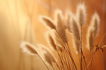 ears of wheat on the field, dry grass boho aesthetic background