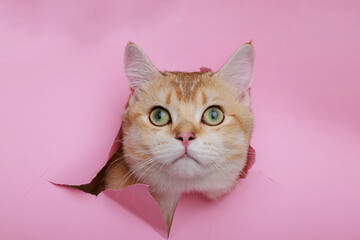 Funny Scottish Straight cat with beautiful big eyes on bright trendy pink background. Lovely fluffy kitten climbs out of hole in colored background. Free space for text.