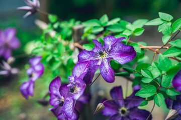 Blooming purple clematis in the garden. Shallow depth of field.