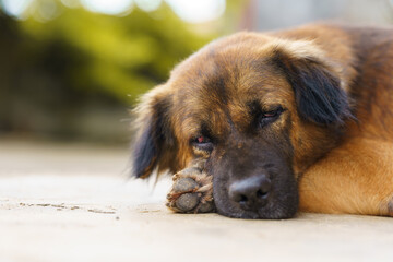 Inflammation of the dog's eye caused by a fight.