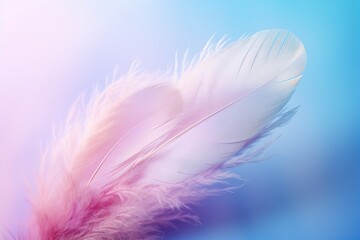 Obraz premium Delicate Feather on Pastel Pink and Blue Background