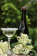 Glass of champagne with elderflower liqueur. Decorated with white elder flowers in natural...