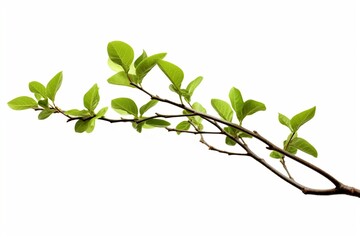 Spring Green Twig Branch with Textured Leaves: Isolated on White Background