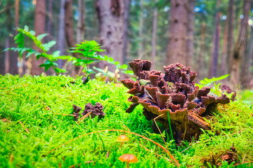 Mushroom in the Forest - Close-up - Autumn - Background - Green - Nature - Wood - Moss - Organic - Fungi - Mood - Growing - Season	
