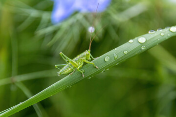grasshopper on a leaf