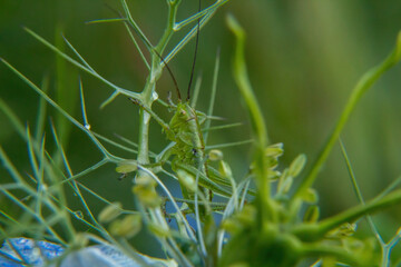 grasshopper on a leaf